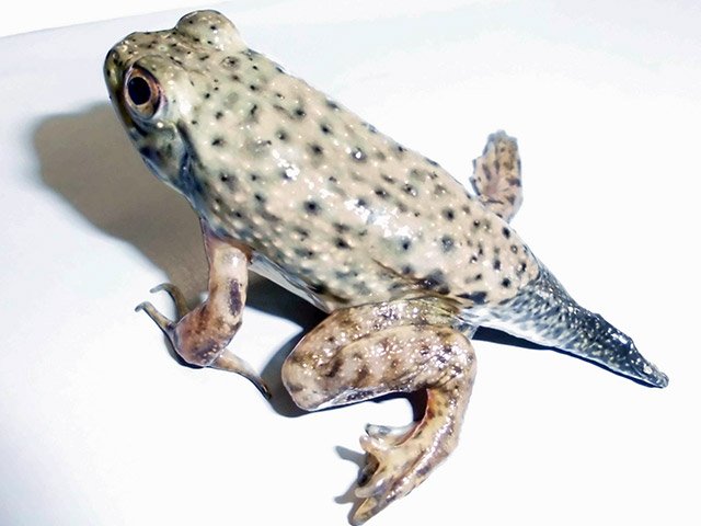 変態途中はウシガエルだった 尻尾 ５日後にはなくなる 岐阜新聞web