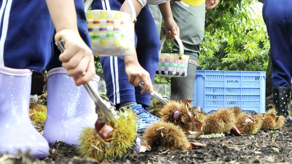 ♡オーダー受付中♡栗拾い とげとげ触っちゃだめ」園児ら歓声 中津川で栗拾いシーズン到来 | 岐阜
