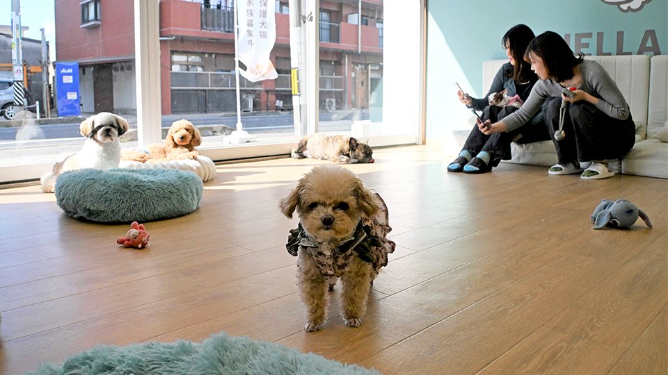 岐阜にオープンした保護猫カフェでの新しい出会い