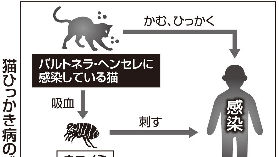 人獣共通感染症 | 岐阜新聞デジタル