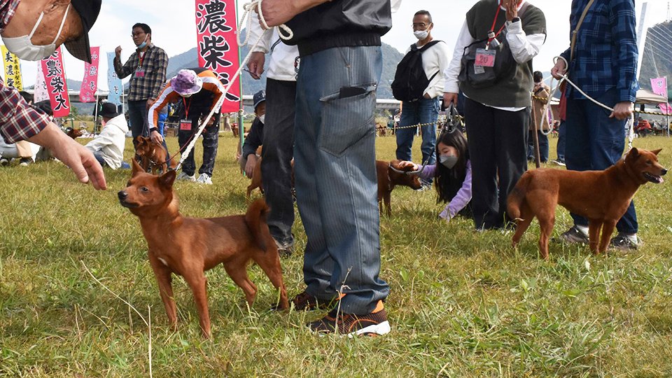 希少な 美濃柴犬 赤毛の美しさ競う ９３匹参加 岐阜市で展覧会 岐阜新聞web