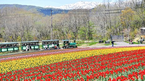 のんびり家族でピクニック 岐阜 牧歌の里 チューリップ２０万本見頃 岐阜新聞web