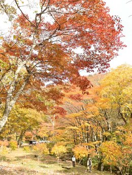 秋色に包まれ紅葉ドライブ 岐阜・せせらぎ街道で見頃 | 岐阜新聞デジタル