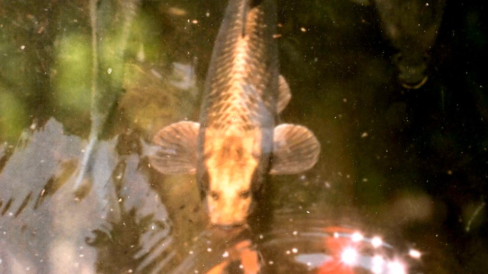 猫面魚がいた池、人面魚ブームで当時は大騒動…正体は「ブサカワのコイ