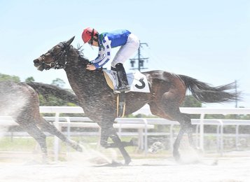 競馬　オマタセシマシタ オマタセシマシタ (Omataseshimashita) | 競走馬データ - netkeiba