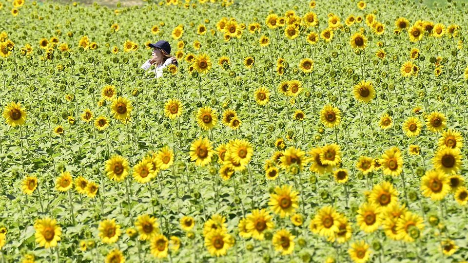 ヒマワリ２０万本 ゲレンデに輝く 岐阜 高山市 岐阜新聞web