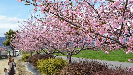 春を告げる鮮やかピンク 河津桜が見頃 岐阜 神戸町 岐阜新聞web