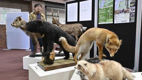 ツキノワグマ、カモシカ、タヌキ…剥製や標本210点 岐阜大で県内野生