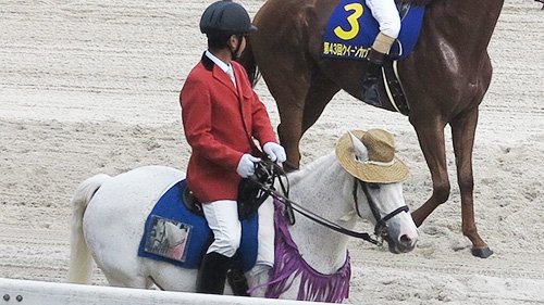 誘導馬２頭、猛暑に耐えて長距離ウオーク（笠松競馬） | 岐阜新聞Web