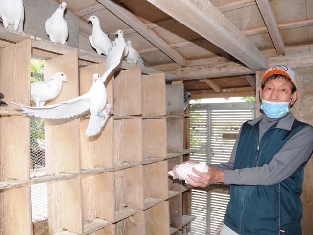 レース鳩 2024年12月号 鳩 レース ちっさ