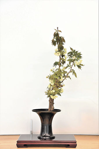 生け花ギャラリーで感じる日本の美