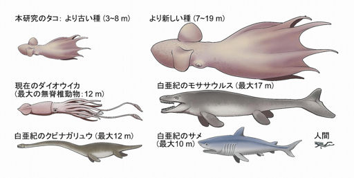 白亜紀のタコ 最大19メートル 顎化石から推定 北大チーム「どう猛な
