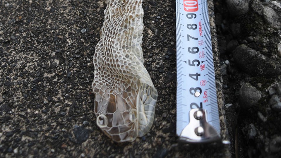 ヘビの巨大抜け殻発見「額縁に入れる」きれいな状態で2メートル 岐阜