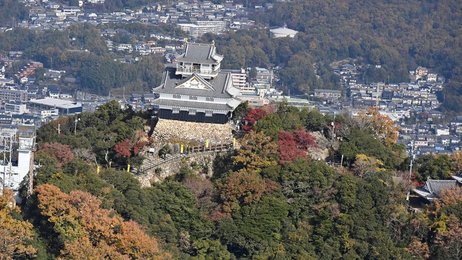 金華山上部を伐採 岐阜城周辺を戦国時代に復元へ整備計画 岐阜新聞web