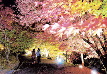 深まる秋輝く紅葉 中津川 島田公園でライトアップ 岐阜新聞web