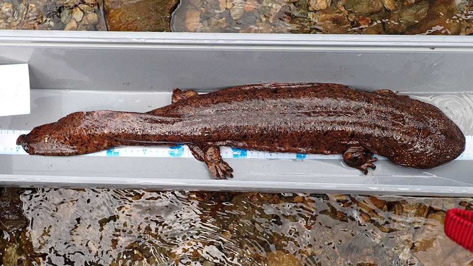 オオサンショウウオ オオサンショウウオ絶滅危機 広がる日中交雑種 - 産経ニュース