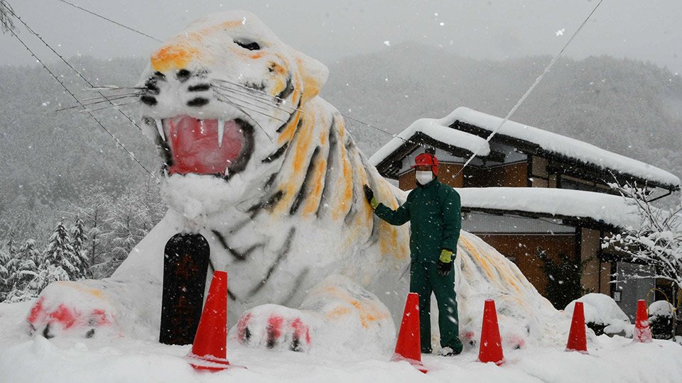 巨大な雪像トラ、勇ましい表情 岐阜・高山市の県道沿い | 岐阜新聞デジタル
