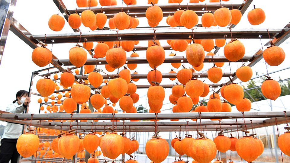 破格の大きさ＆ようかん並み糖度「堂上蜂屋柿」天日干し 岐阜・美濃