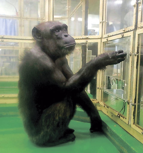 ⭐︎チンパンジー⭐︎ 天才チンパンジー、アイ死ぬ 文字や数字識別 | 岐阜新聞デジタル