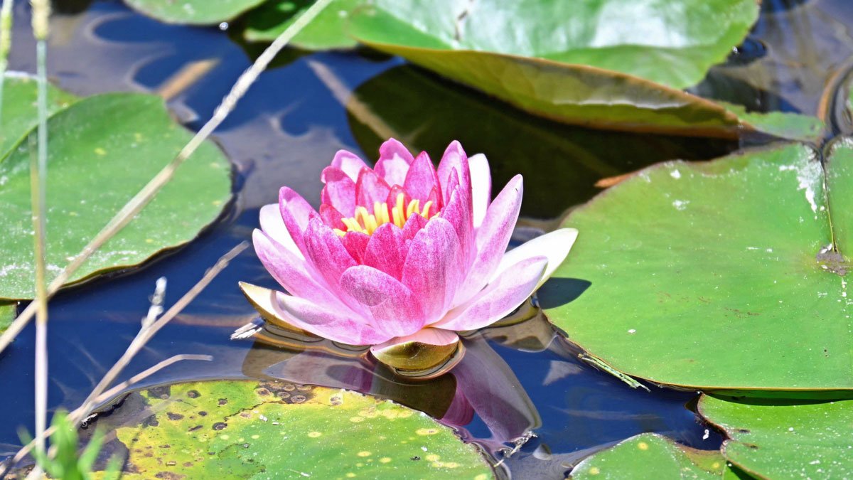 関市の円福寺、スイレンが見頃 ピンクや白の花が水面彩る | 岐阜新聞