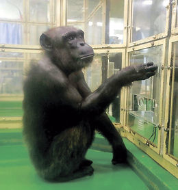 天才チンパンジー、アイ死ぬ 文字や数字識別 | 岐阜新聞デジタル