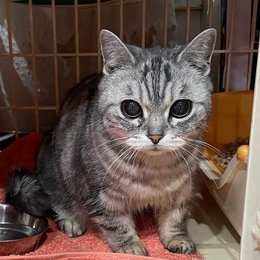 病気の猫を商業施設トイレに放置 レジ袋に入れられ ぐったり 岐阜新聞web