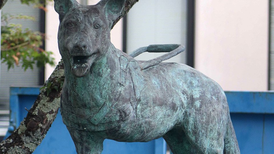 世界を変えた「盲導犬サーブ」主人守り足を失ったシェパード 35年前