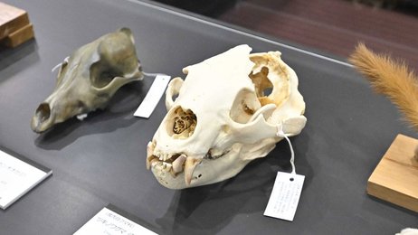 ツキノワグマ、カモシカ、タヌキ…剥製や標本210点 岐阜大で