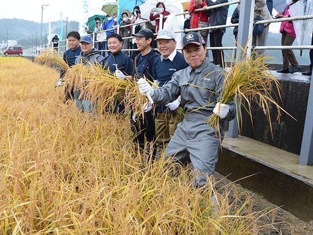 みやまさん の米食べて 演歌歌手の三山ひろしさん 山県市美山で稲刈り 岐阜新聞web