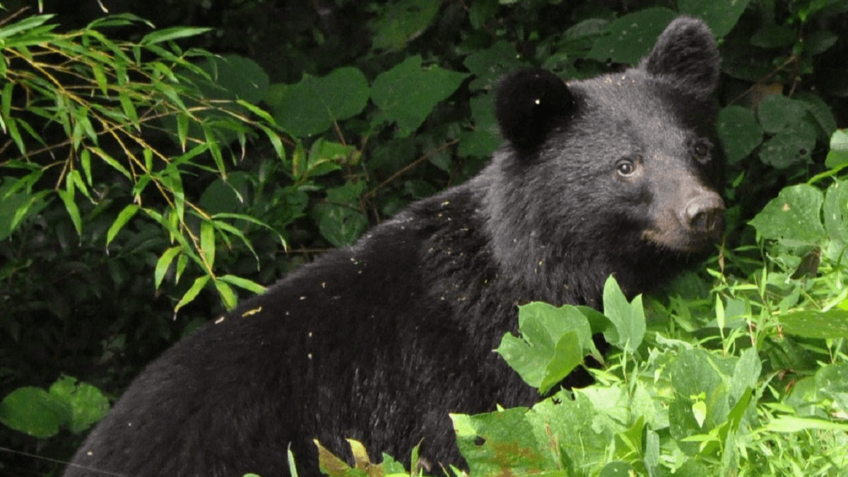 ツキノワグマ　下顎 ツキノワグマ 原寸大頭骨レプリカ | アンフィ合同会社
