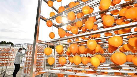 高級干し柿「堂上蜂屋柿」生産ピーク、極上の甘さに熟成 糖度ようかん