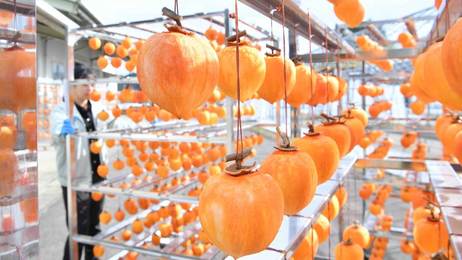 高級干し柿「堂上蜂屋柿」最盛期迎える 贈答用に人気、12月1日より