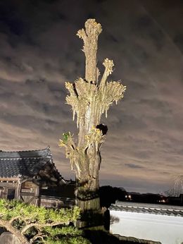 銀杏の木」10年に1度の剪定 岐阜・富加町の天然記念物 | 岐阜新聞