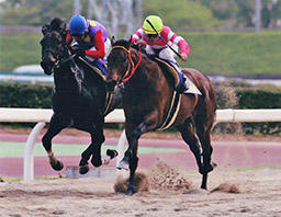 ＮＡＲグランプリ表彰、笠松の名馬たち（下） 芝ＧⅠへの挑戦 | 岐阜