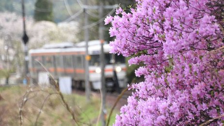 淡い赤紫色の花かれん「コバノミツバツツジ」見頃 岐阜・高山市の御旅