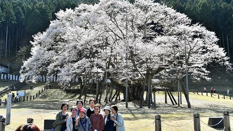 日本三大桜「淡墨桜」見頃、樹齢１５００年の優しさと力強さ 岐阜