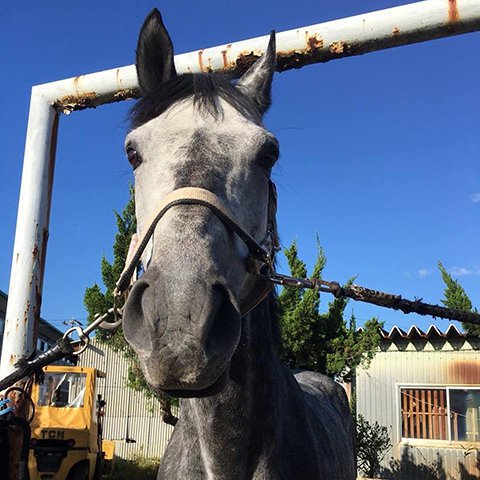 ストリート キャップ 馬 ストア