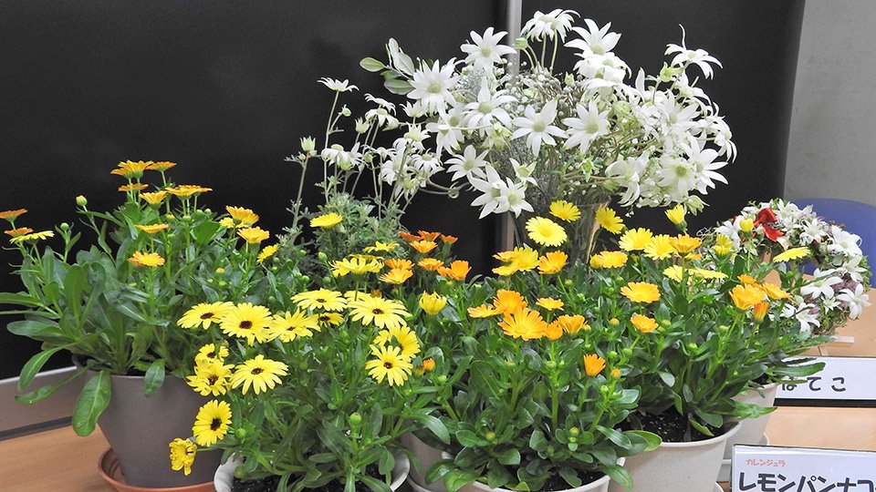 フランネルのような触感 冬でも可憐な花 岐阜県が新品種開発 岐阜新聞web