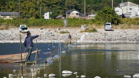 落ち鮎、投網で狙う 長良川で「瀬張り網漁」岐阜・美濃市 | 岐阜新聞 