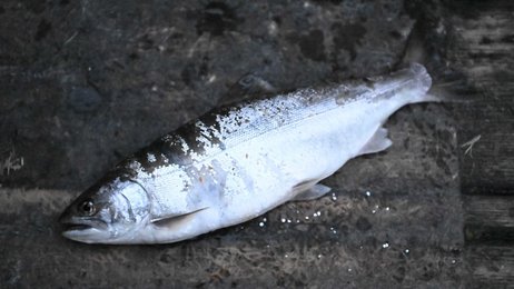 2）幻の魚にはしない サツキマス繁殖、続く研究 | 岐阜新聞デジタル