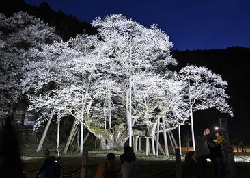 淡墨桜満開 １５００年の美 ３年ぶりライトアップも 岐阜新聞web