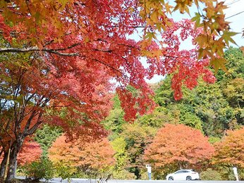 火照る 夕森渓谷 紅葉見頃 散策コース巡り秋感じる 岐阜新聞web