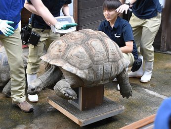 リクガメ　　 ゾウガメさん何キロ？世界最大級リクガメ公開測定 岐阜・各務原市