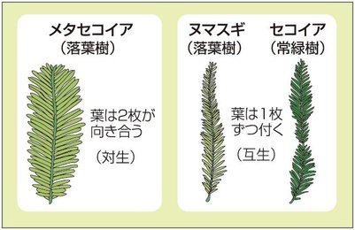 生きている化石「メタセコイア」土岐市で発掘 セコイヤチョコとの縁も | 岐阜新聞デジタル