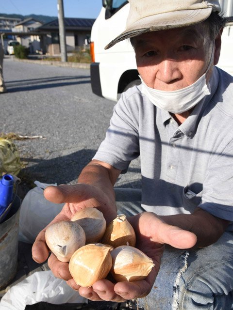 におい少なく 生でもｏｋ ジャンボニンニク特産に 岐阜 垂井町で栽培同好会結成 岐阜新聞web