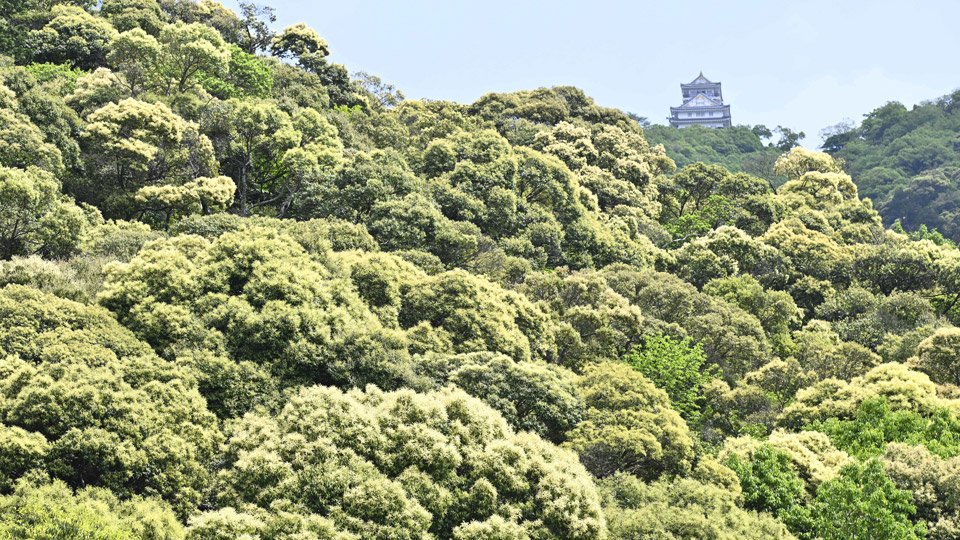 金華山に黄金の花 ツブラジイ満開 | 岐阜新聞デジタル