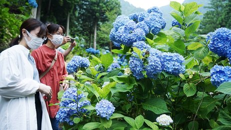 あじさいロード２０ｋｍ続く涼 岐阜 関市でまつり開幕 岐阜新聞web