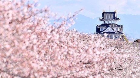 桜の海、墨俣一夜城と共演 岐阜・大垣市 | 岐阜新聞デジタル