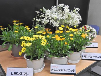 フランネルのような触感 冬でも可憐な花 岐阜県が新品種開発 岐阜新聞web