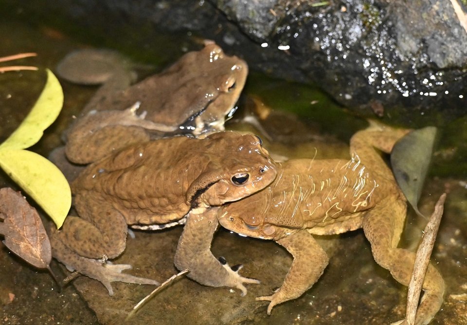 かわず合戦」復活に手応え 絶滅危惧Ⅰ類のアズマヒキガエル 保護活動１１年 | 岐阜新聞デジタル